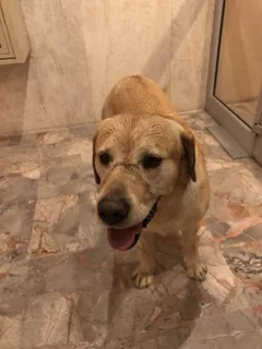 Chien trouvé Labrador-Retriever
