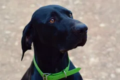 Chien perdu Braque Allemand