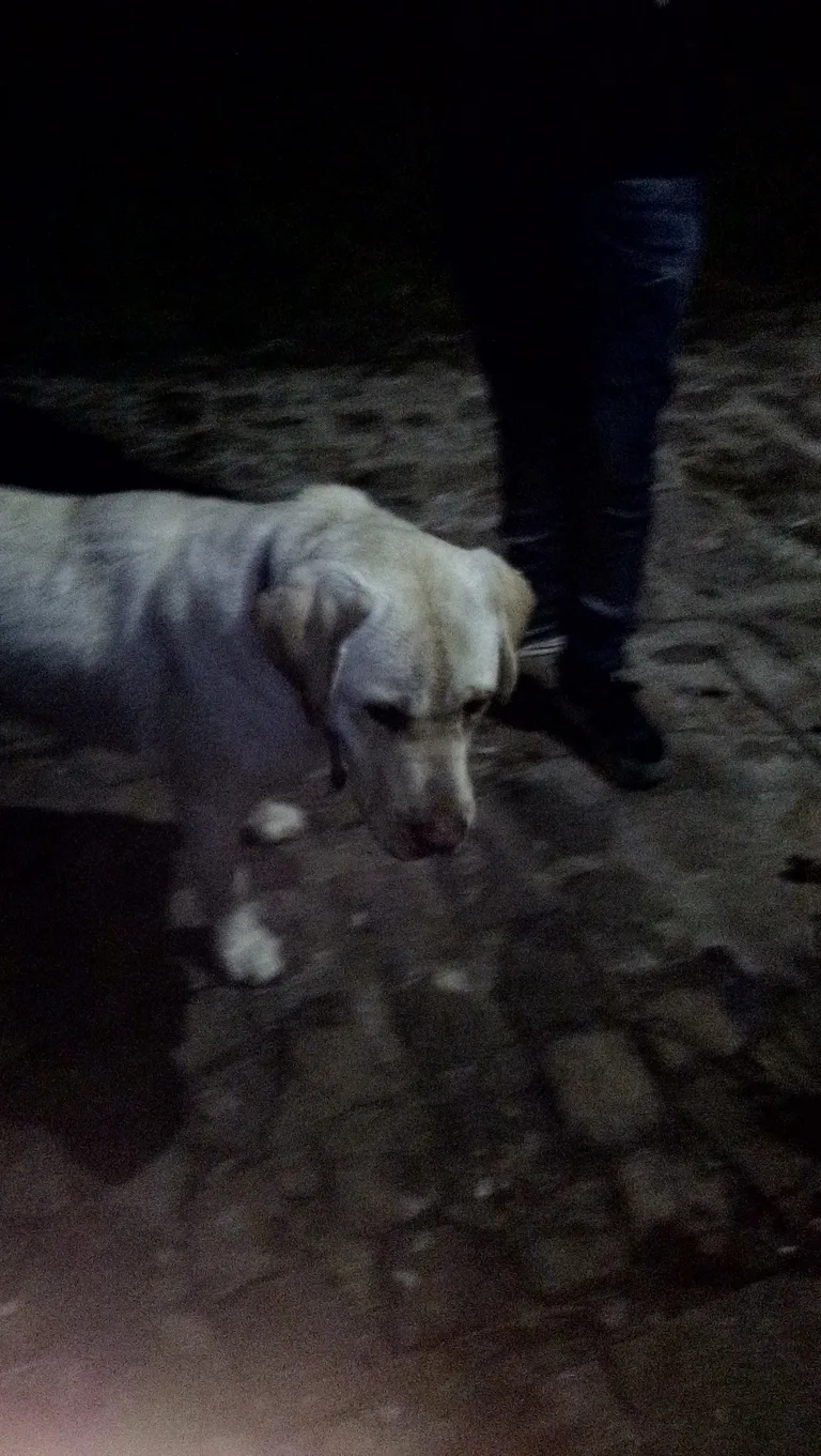 Chien trouvé