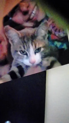 Chat perdu Sans race particulière
