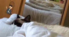 Chat perdu Siamois
