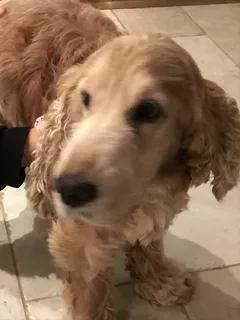 Chien perdu Cocker Anglais