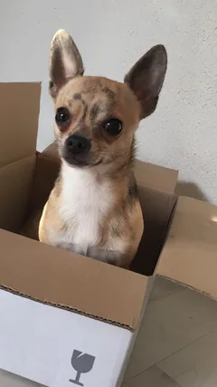 Chien perdu Chihuahua