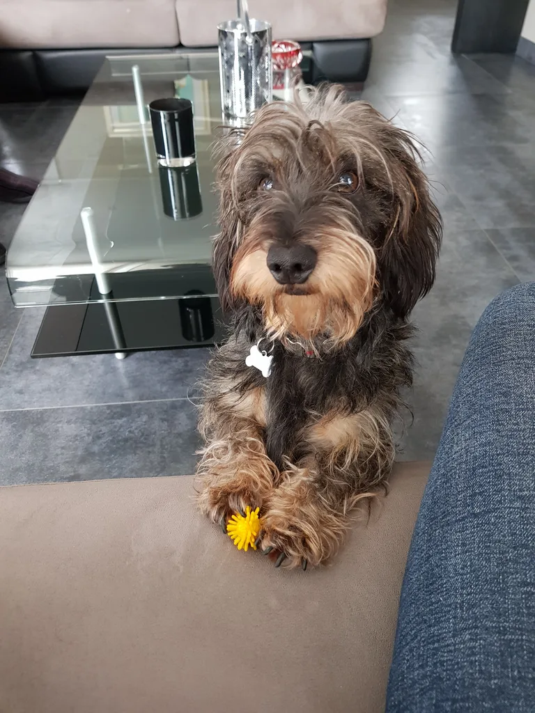 Moustik
