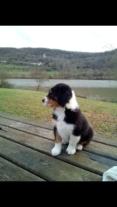 Chien perdu Berger Australien