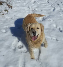 Chien perdu Golden-Retriever