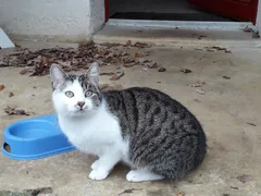 Chat trouvé Européen