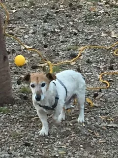 Chien perdu Jack-Russell-Terrier