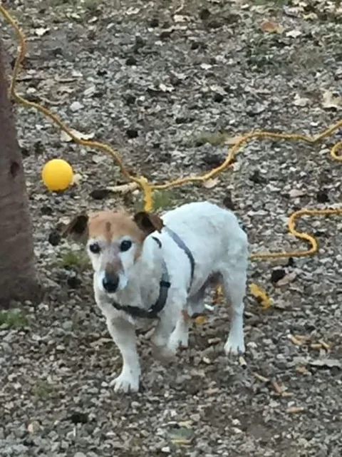 Bandi