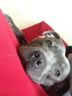 Chien perdu Staffordshire Bull Terrier