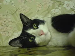 Chat perdu Européen