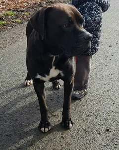 Chien perdu Boxer