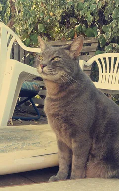 Chat perdu Européen