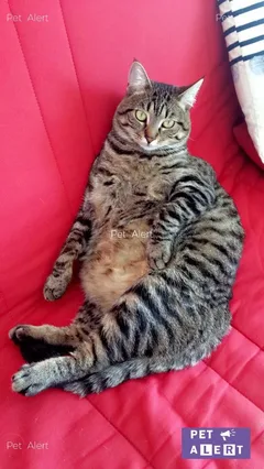 Chat perdu Européen