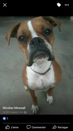 Chien perdu Boxer
