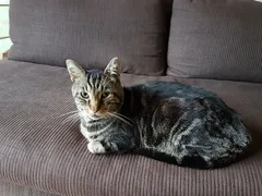 Chat perdu Européen