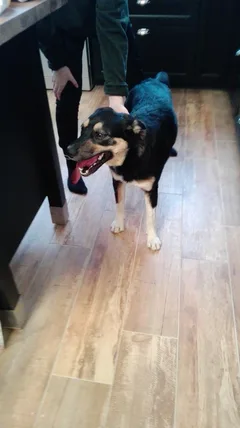 Chien trouvé Border Collie