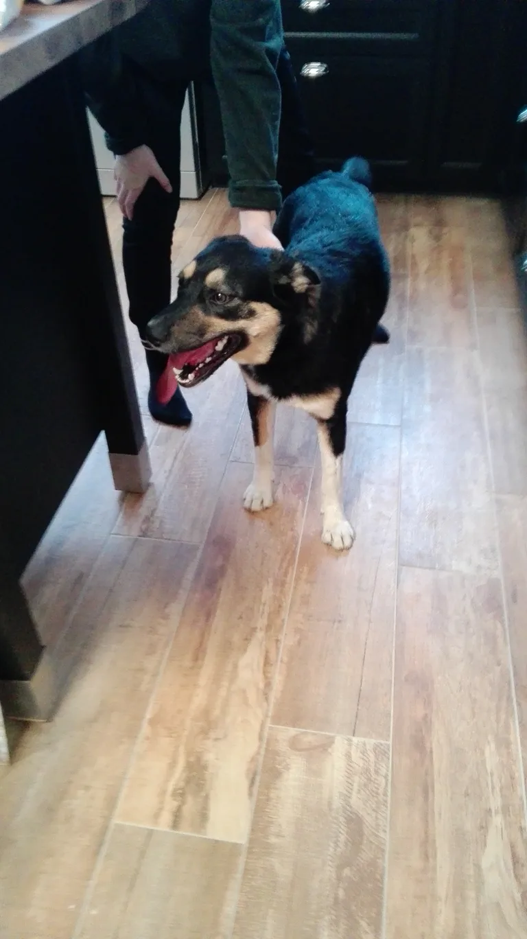 Chien trouvé