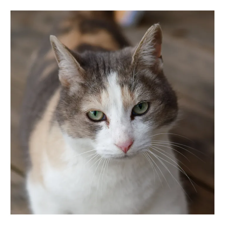 Chat trouvé