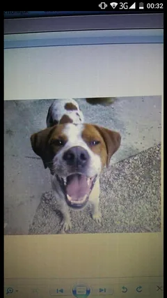Chien perdu Epagneul Breton