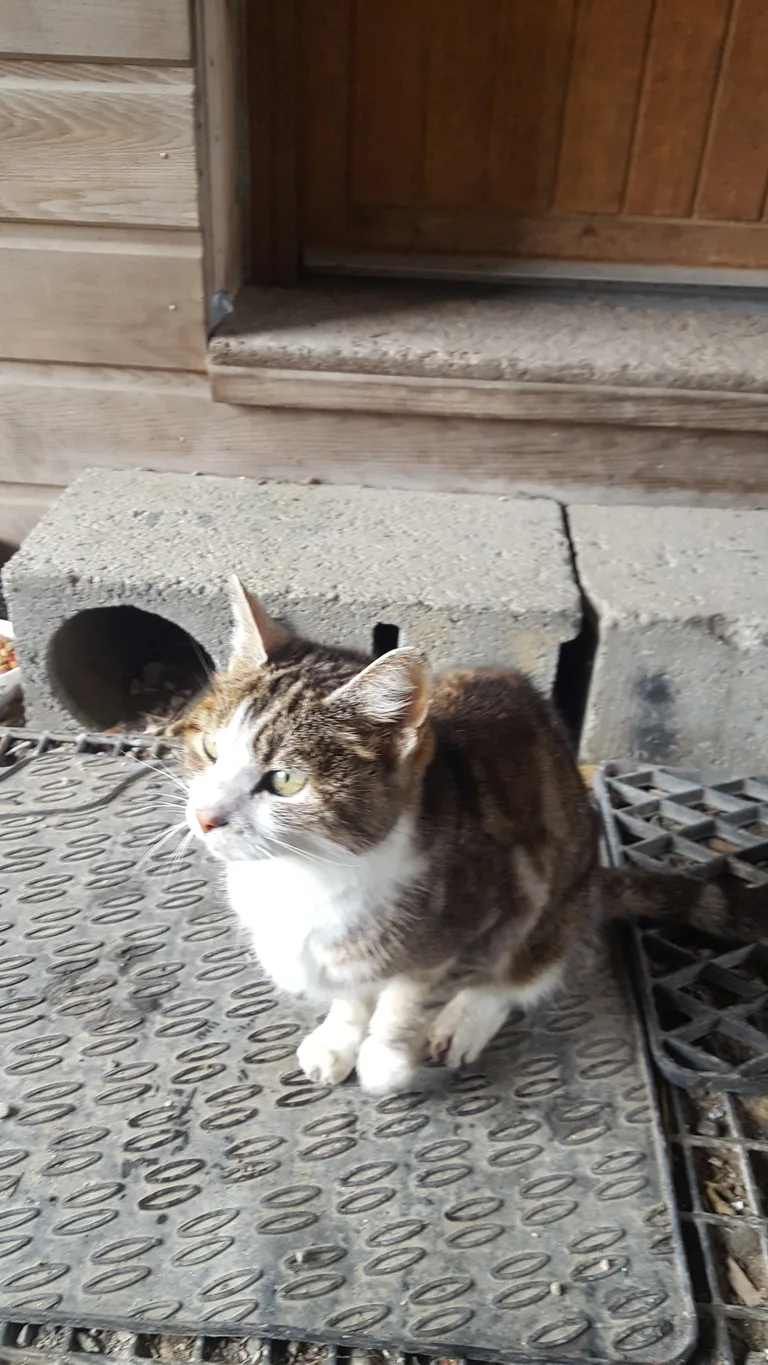 Chat trouvé