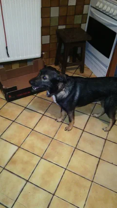 Chien trouvé Croisé