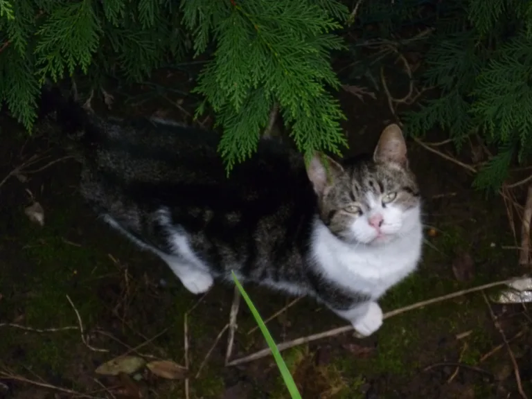 Chat trouvé
