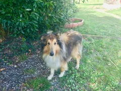 Chien trouvé Colley