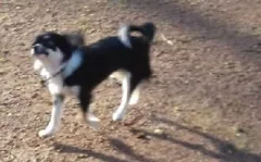 Chien perdu Chihuahua