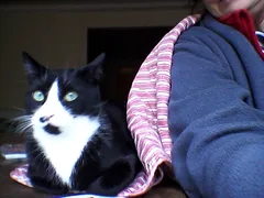 Chat perdu Européen