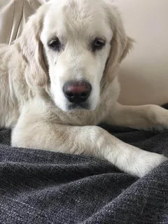 Chien perdu Golden-Retriever