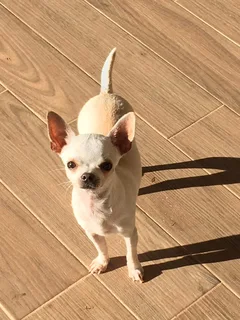 Chien perdu Chihuahua