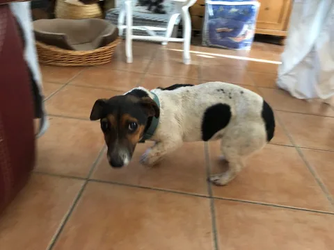 Chien trouvé