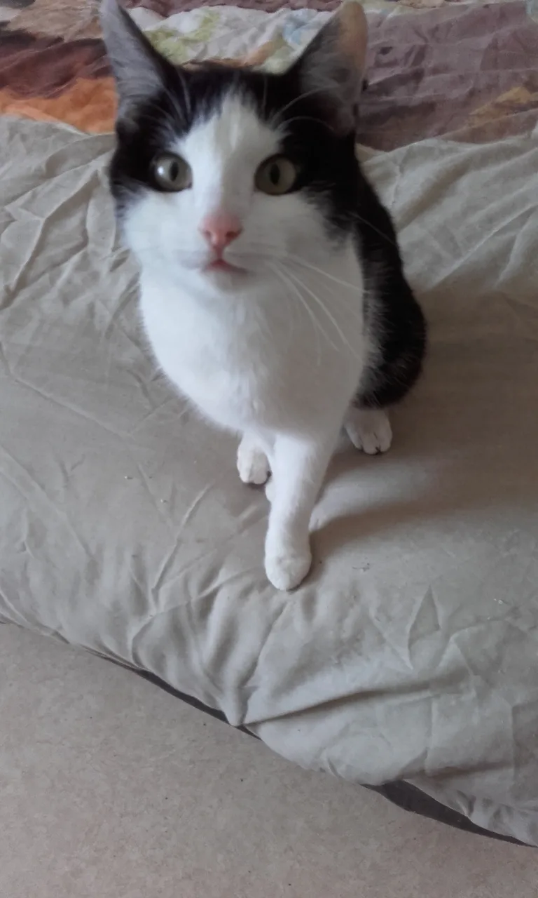 Chat trouvé