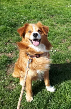 Chien trouvé Berger Australien