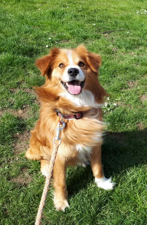 Chien trouvé
