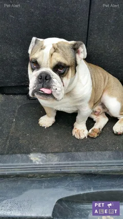 Chien perdu Bulldog Anglais