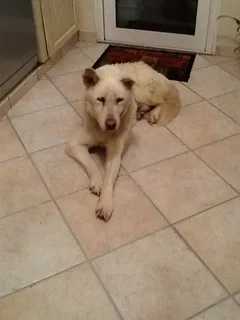 Chien trouvé Husky Sibérien