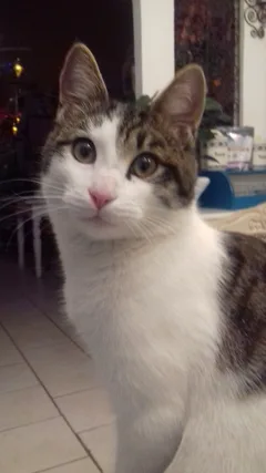 Chat perdu Européen