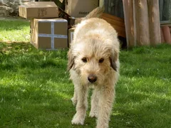 Chien perdu Grand Griffon Vendéen