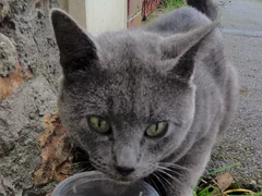 Chat trouvé Chartreux