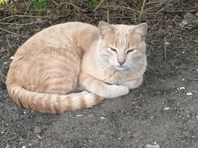 Chat trouvé