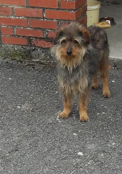 Chien trouvé Croisé