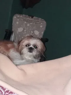 Chien perdu Shitzu