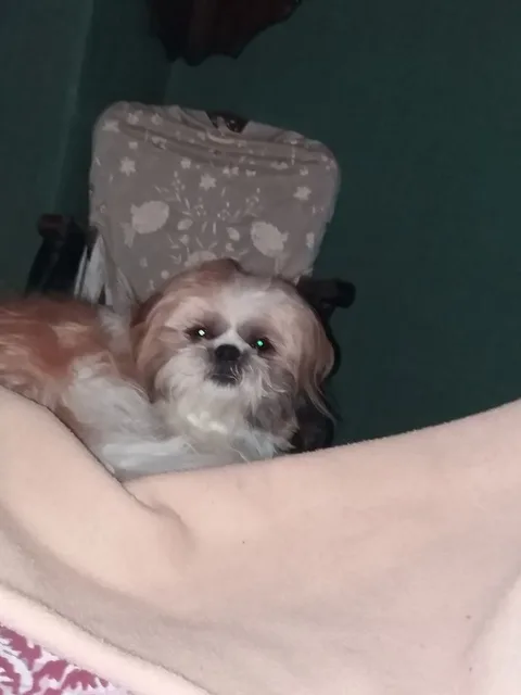 Nemo