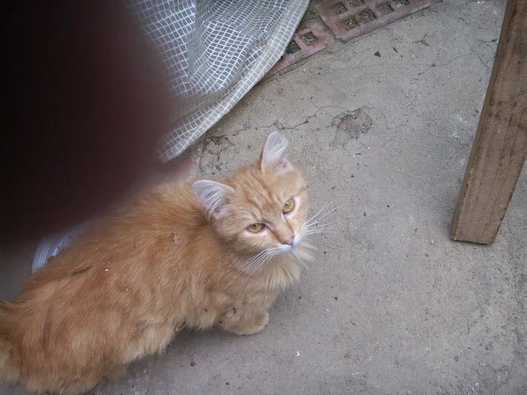 Chat trouvé