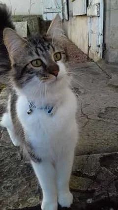 Chat perdu Européen