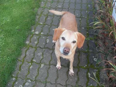 Chien perdu Labrador-Retriever