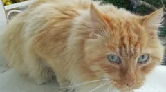 Chat trouvé Sacré de Birmanie