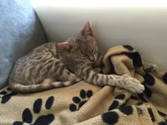 Chat perdu Bengal
